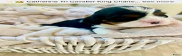 Cavalier King Charles Spaniel dogs for sale: Clearviews Classic Cavalier King Charles Spaniels - Advert 37