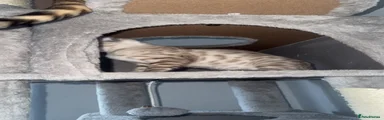 Bengal Kitten 4