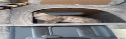 Bengal cats for sale: Stunning Bengal kittens - Advert 6