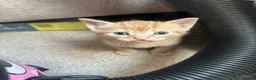 Mixed Breed cats for sale: Stunning kittens  in Ashford - Advert 8