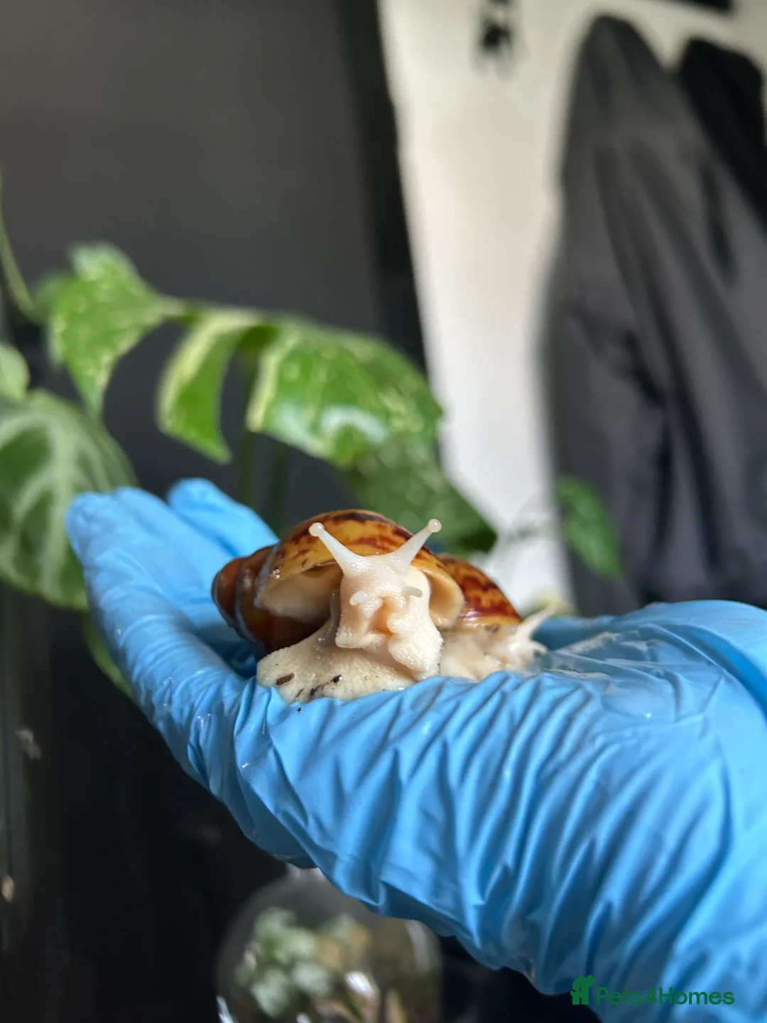 Mixed Breed invertebrates for sale: Slugs & Snails For Sale 🌿 - Advert 1