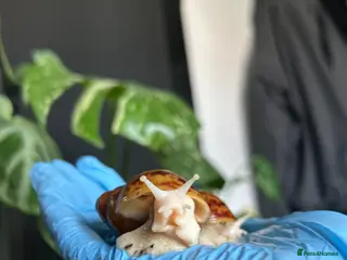 Mixed Breed invertebrates Slugs & Snails For Sale 🌿 - Advert 1