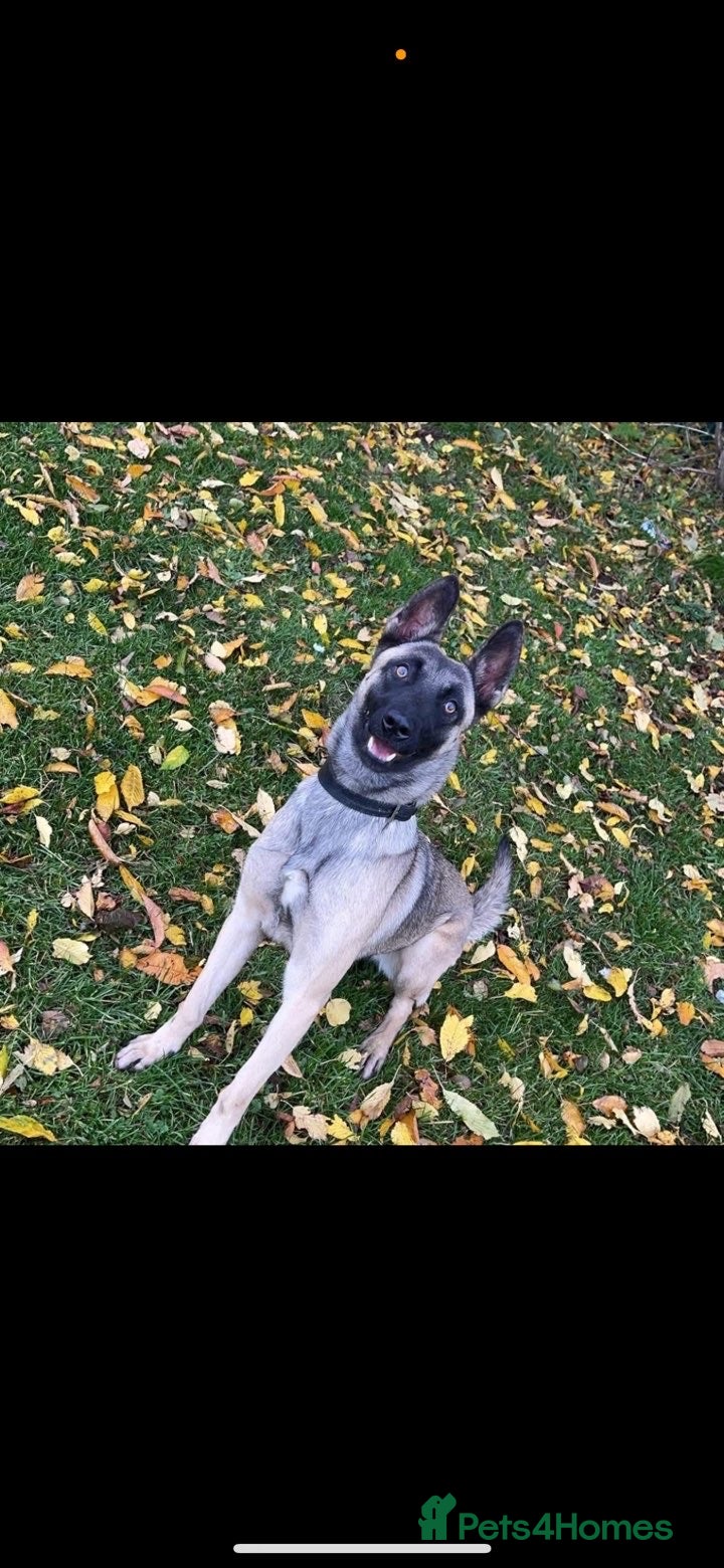 Belgian Shepherd Dog dogs Belgian Malinois puppys - Advert 1