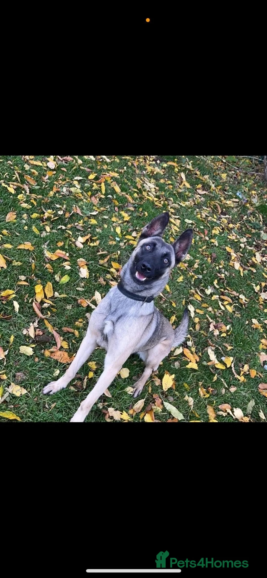 Belgian Shepherd Dog dogs for sale: Belgian Malinois puppys in Doncaster - Advert 1