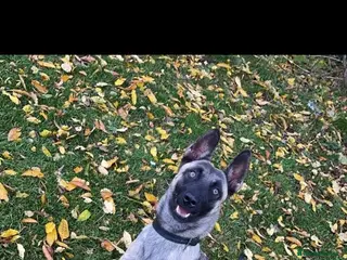 Belgian Shepherd Dog dogs Belgian Malinois puppys - Advert 1