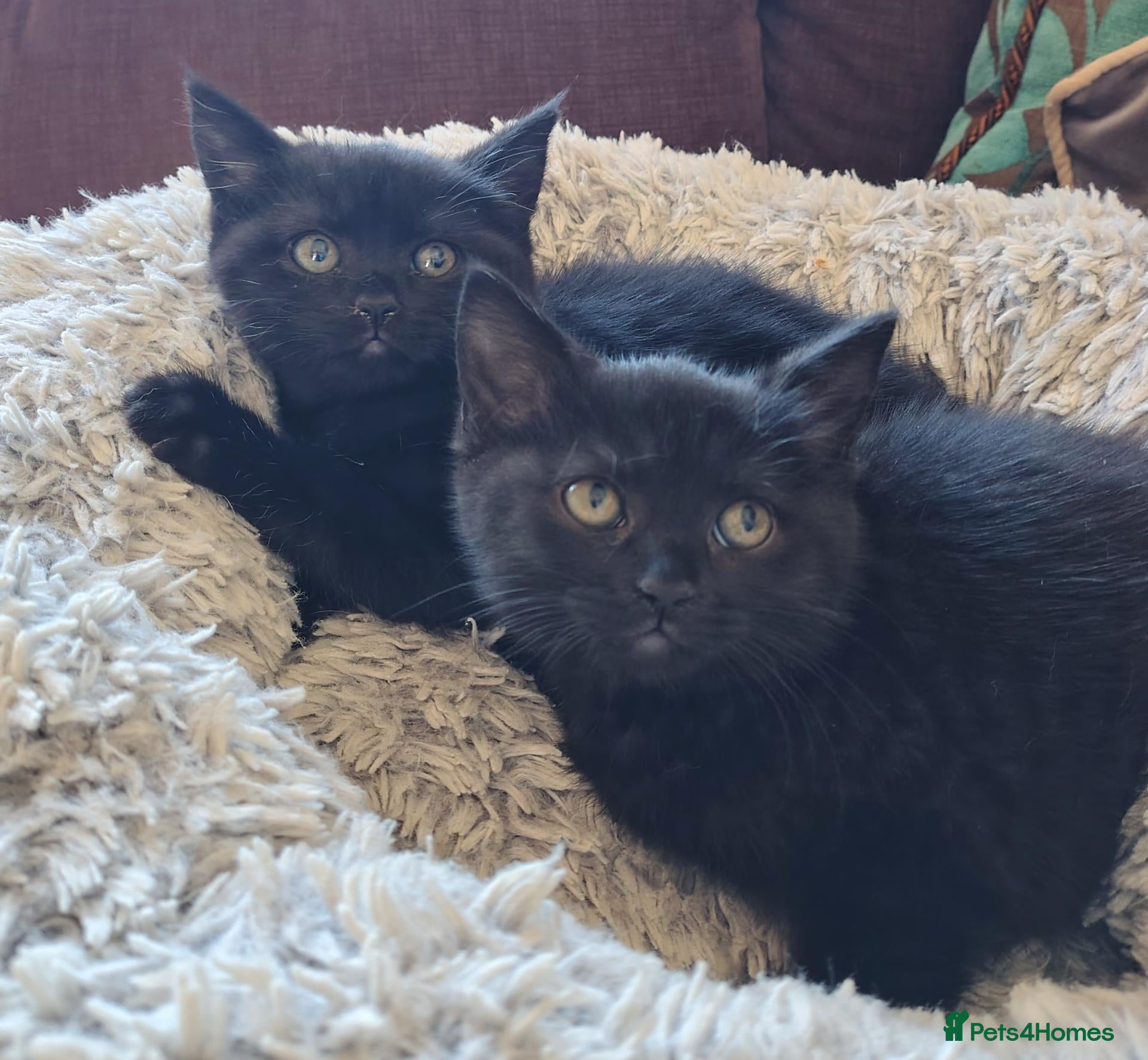 Mixed Breed cats Mix breed kittens  - Advert 3