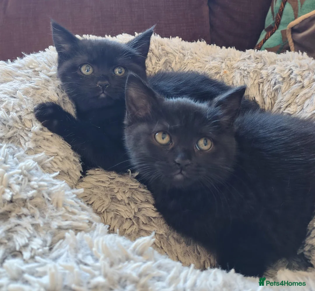 Mixed Breed cats for sale: Mix breed kittens  - Advert 1