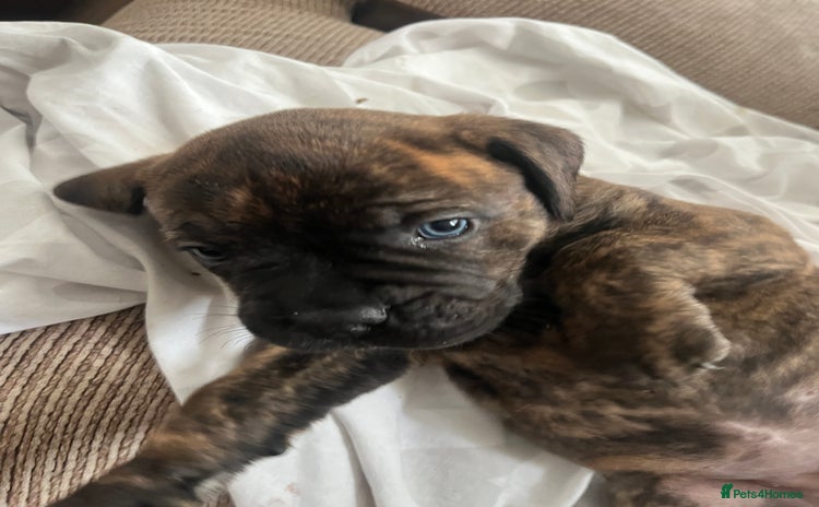 Mixed Breed dogs - Advert 4