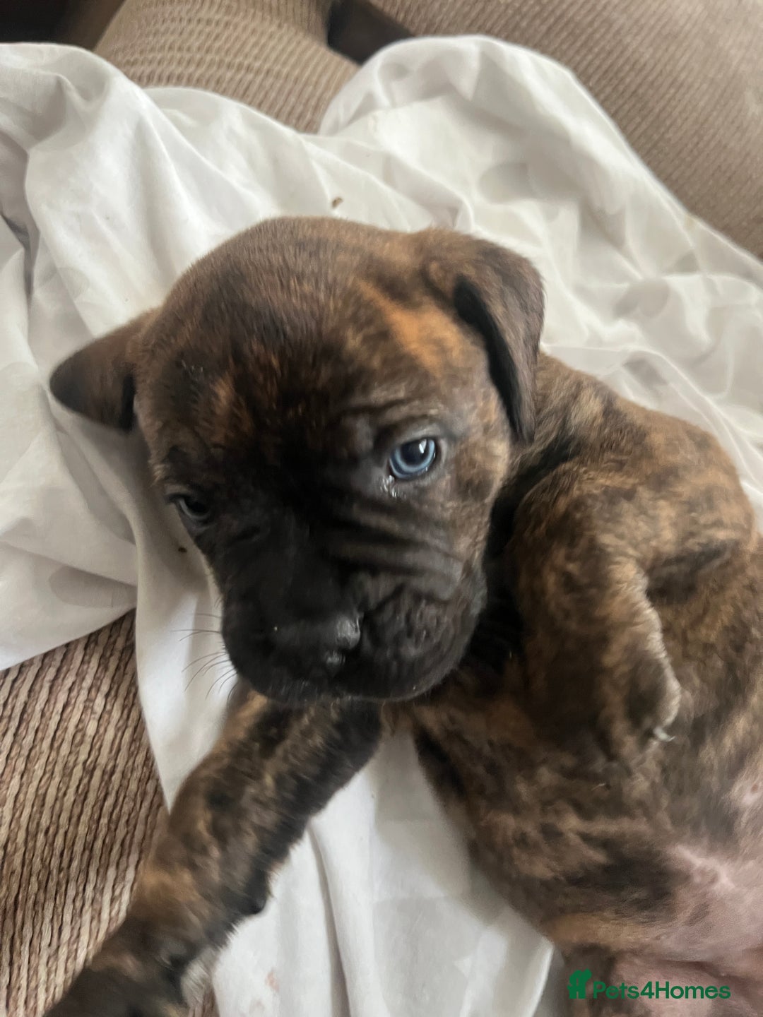 Mixed Breed dogs for sale: MastiffxCane Corso puppies⭐️Ready Now!! - Image 4