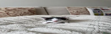 B/W kitten (the smallest)