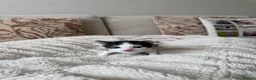 Mixed Breed cats for sale: 5 beautiful black and white kittens  - Advert 4