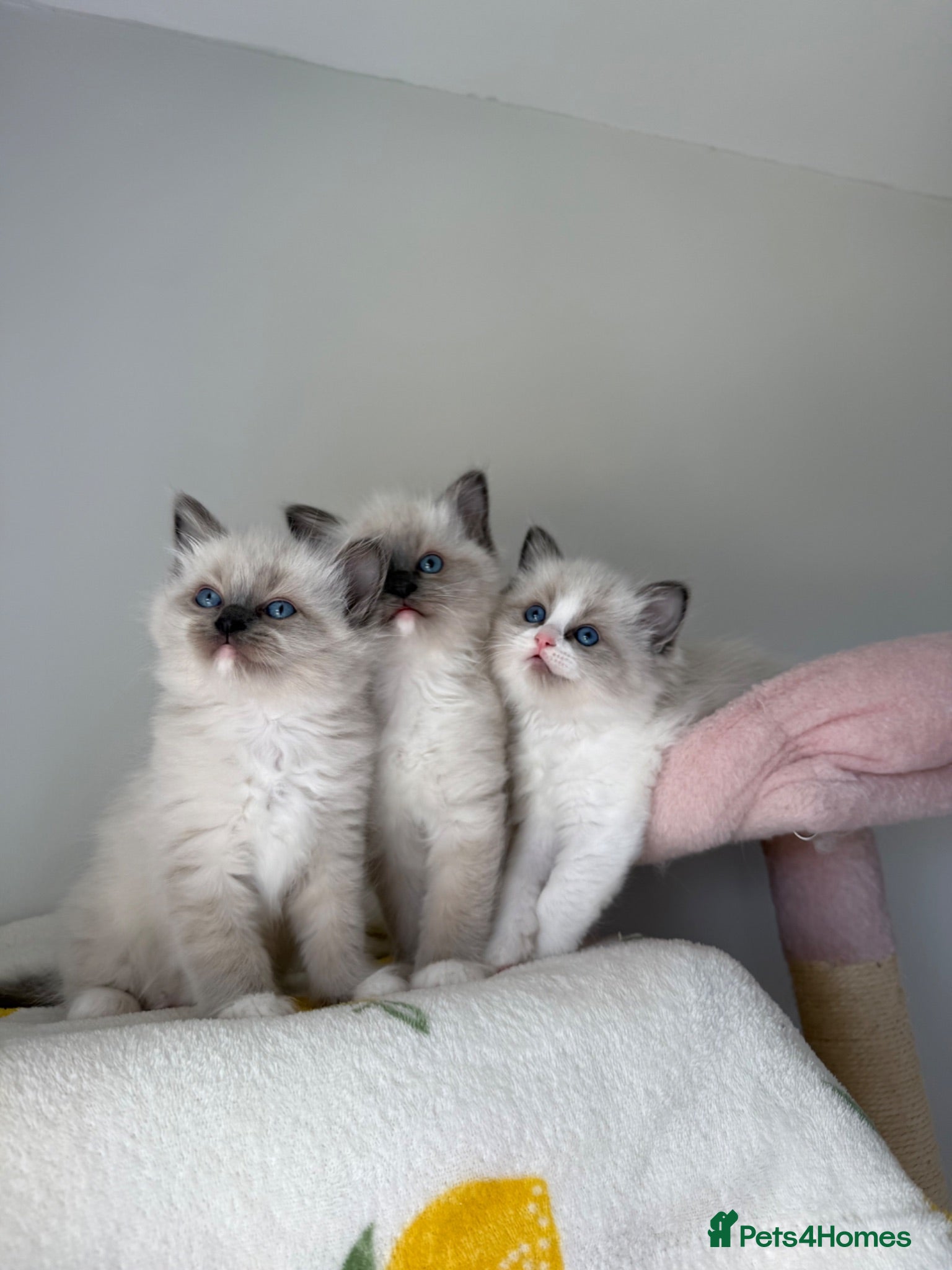 Ragdoll cats Pure bred European Ragdolls  - Advert 1