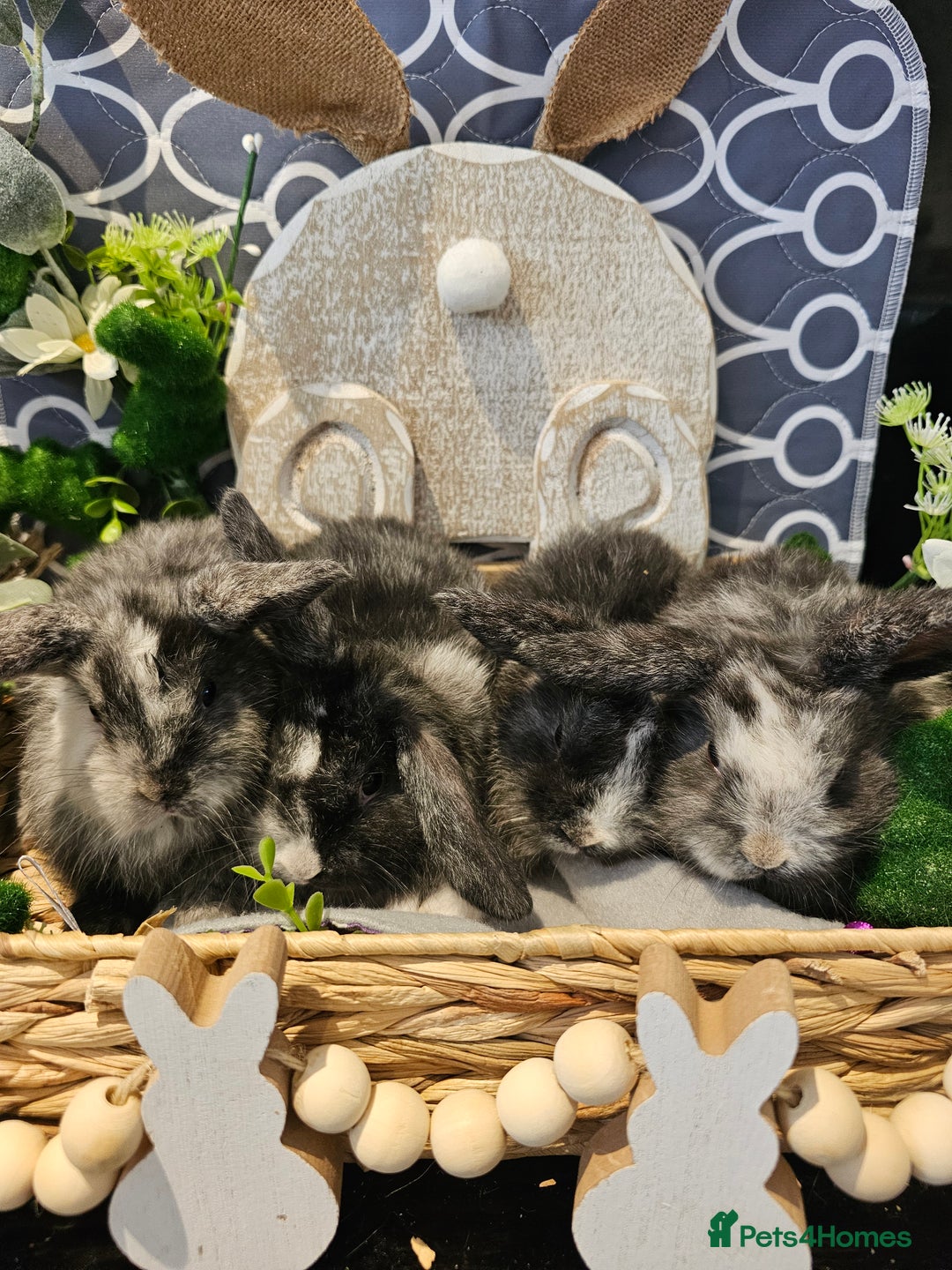 Mini Lop rabbits for sale: Beautiful mini lop babies  - Advert 8