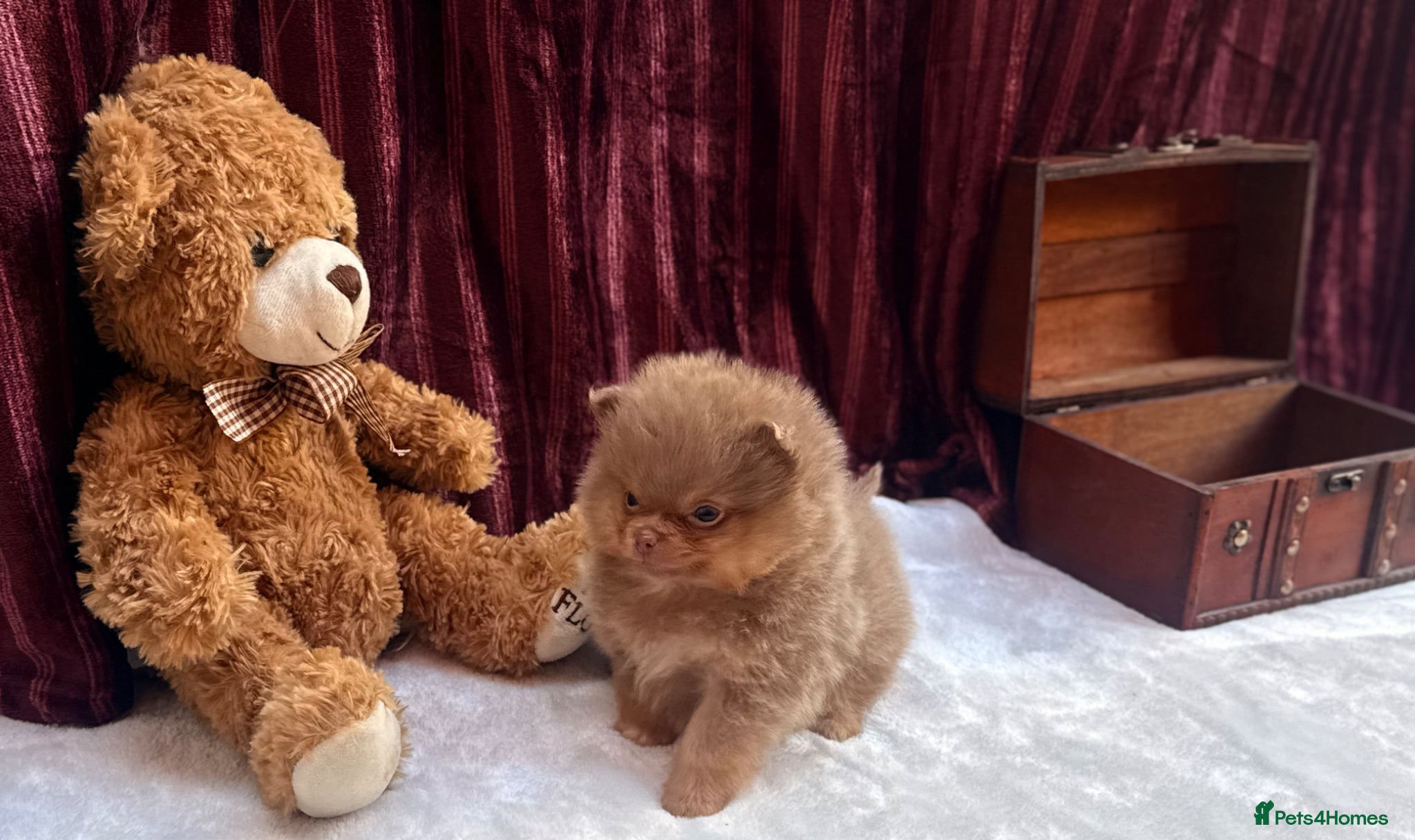 Pomeranian dogs Kc registered lilac tan poms x - Advert 14