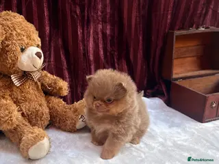 Pomeranian dogs Kc registered lilac tan poms x - Advert 14