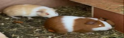 Guinea Pig rodents for sale: Gorgeous mix of baby piggies  - Advert 3