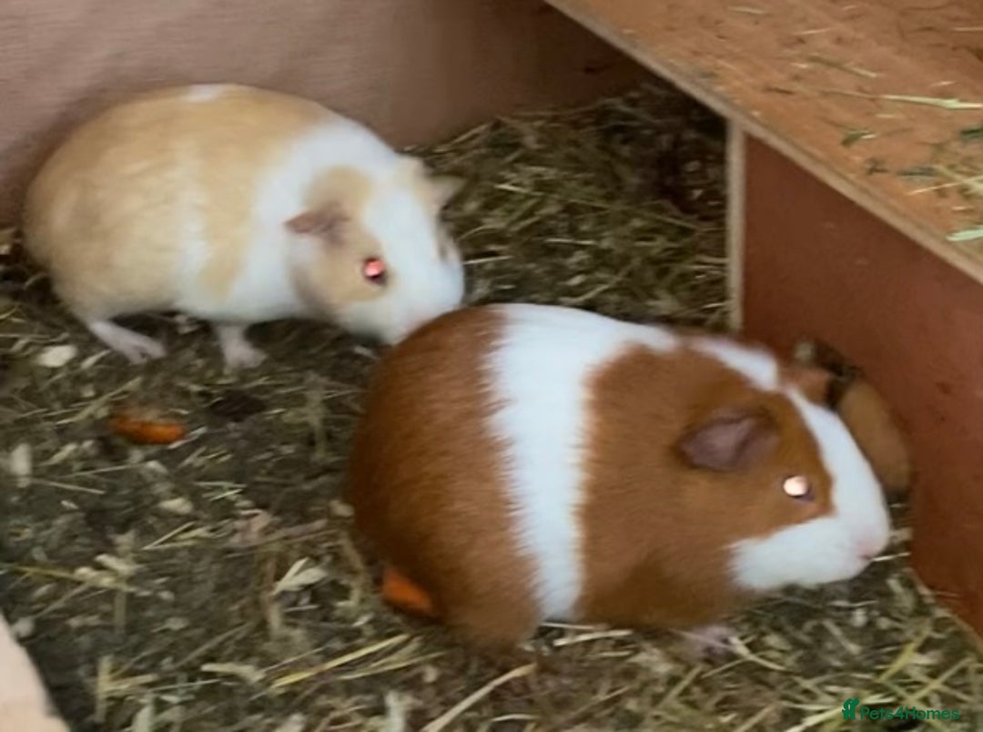Guinea Pig rodents for sale: Gorgeous mix of baby piggies  - Image 3