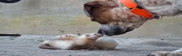 Ferret rodents for sale: Sandy jill - Advert 7