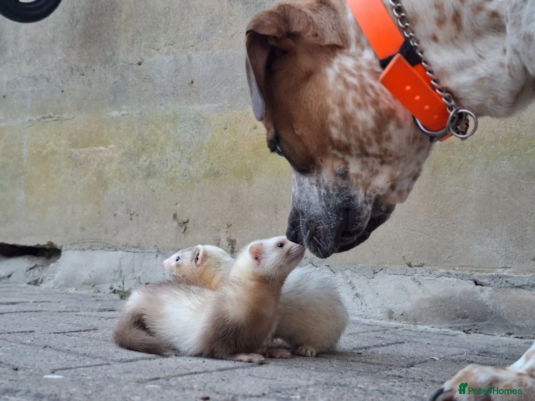 Ferret rodents for sale: Sandy jill - Advert 7