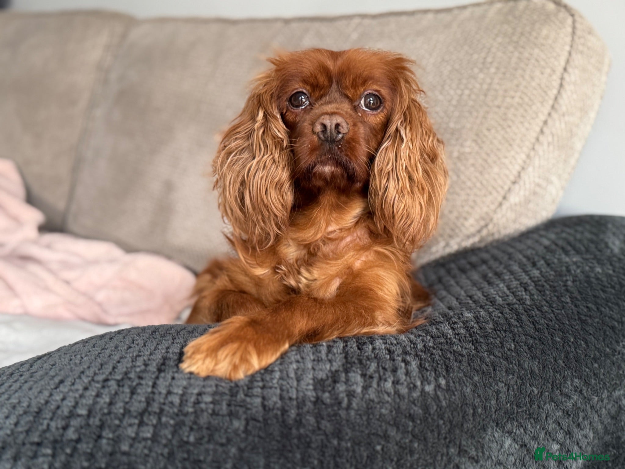 Cavapoo dogs Stunning home bred Cavapoo puppies health tested  - Advert 1