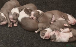 Boston Terrier dogs for sale: Beautiful Blue Bostons  - Image 1