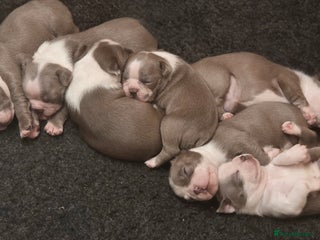 Boston Terrier dogs - Advert 2