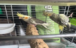 Cockatiels birds for sale: Baby cockatiels  - Image 6
