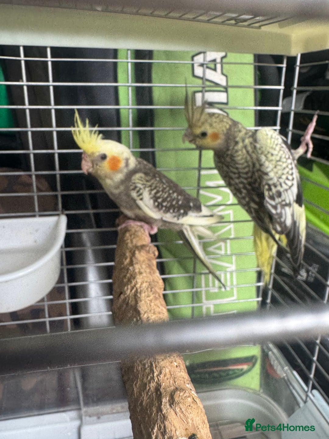 Cockatiels birds for sale: Baby cockatiels  - Image 6
