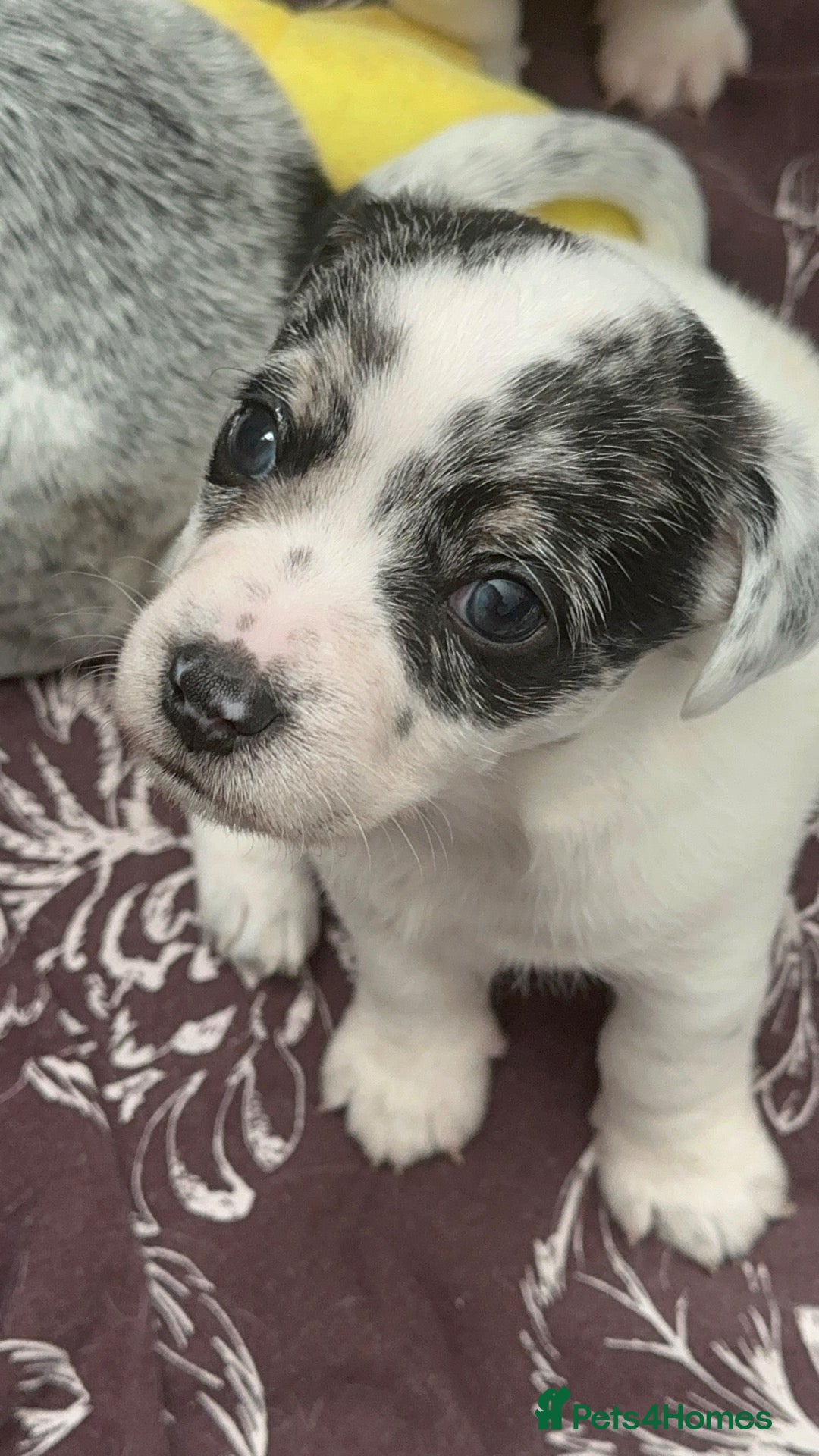 Mixed Breed dogs Mearl and speckled Sealyham terrier x pups  - Advert 4