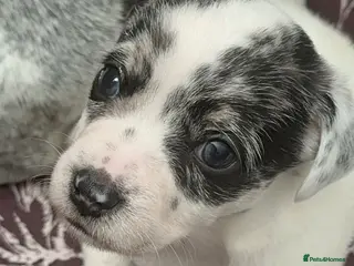 Mixed Breed dogs Mearl and speckled Sealyham terrier x pups - Advert 4