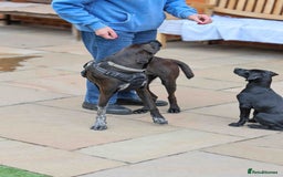 Mixed Breed dogs for adoption: Lively Little Bean - Image 10