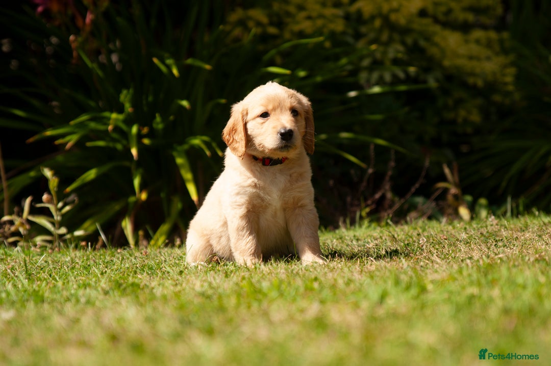 Labradoodle dogs for sale: 2nd Generation Labradoodles - Image 5