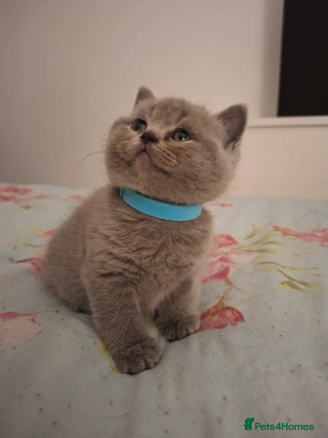 British Shorthair cats for sale: Only 1 blue boy & 1 blue girl available to reserve - Advert 11