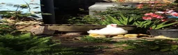 Ducks poultry for sale: Purebred Muscovy females - Advert 4