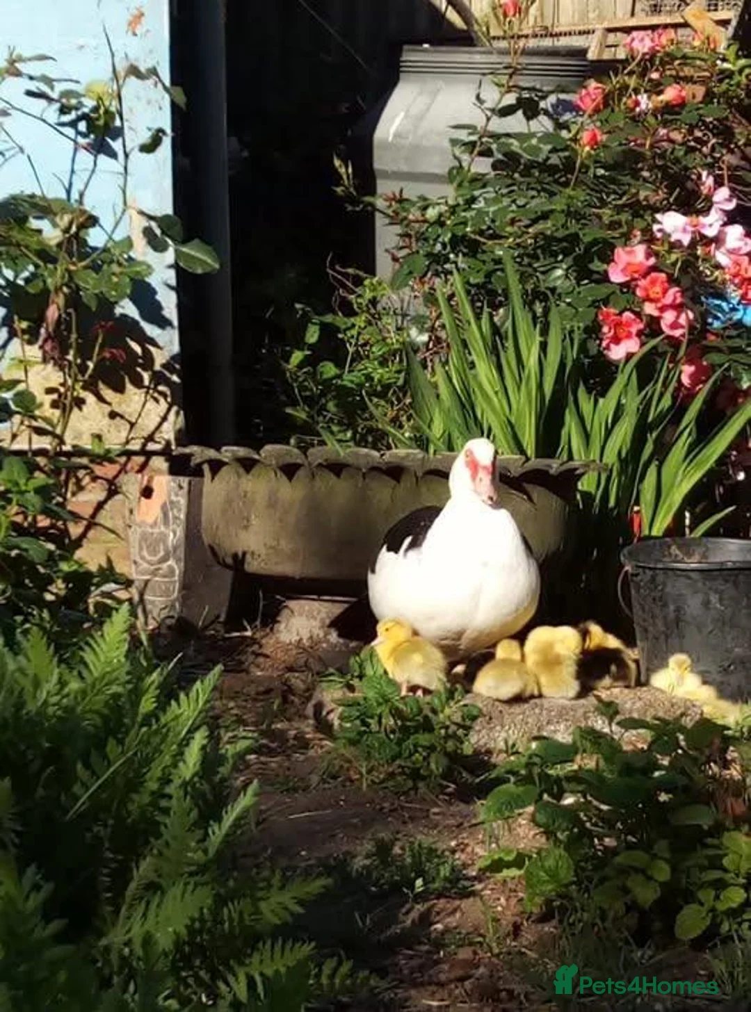 Ducks poultry for sale: Purebred Muscovy females - Advert 4