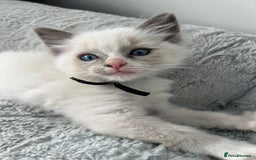 Ragdoll cats for sale: Ragdoll - Ready now - Image 5