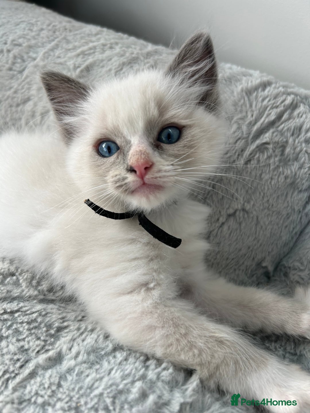 Ragdoll cats for sale: Ragdoll - Ready now - Image 5