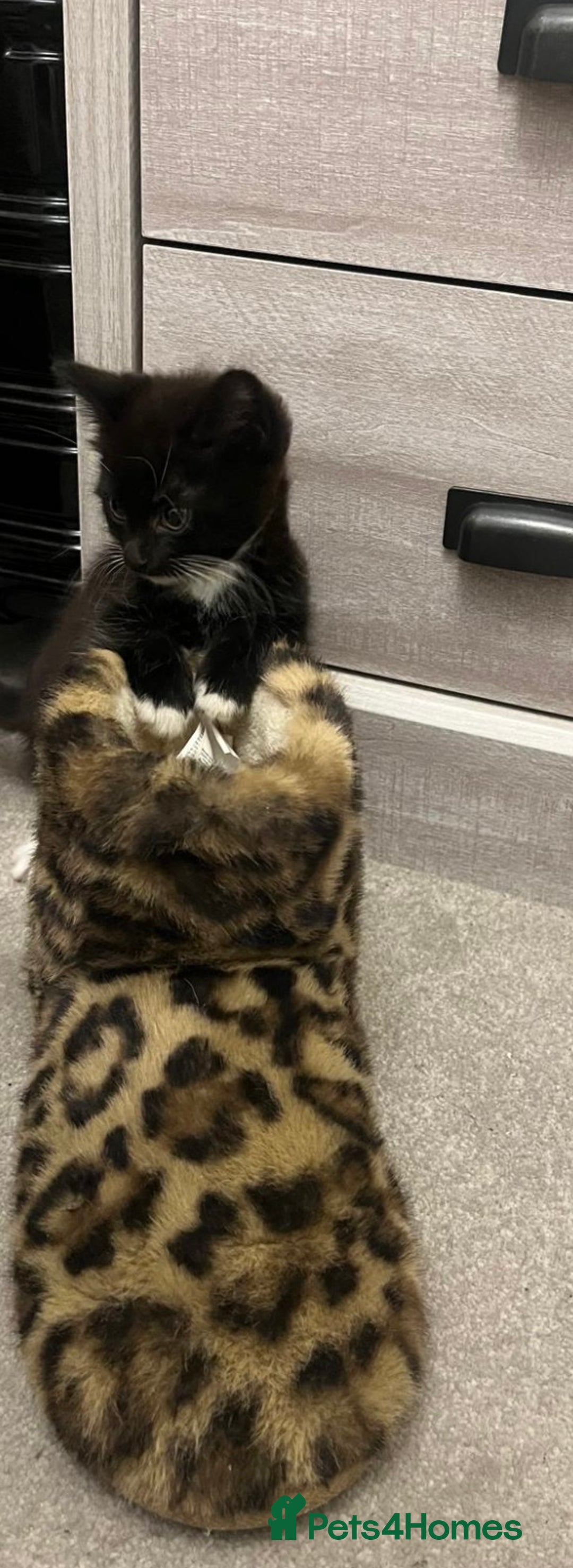 Mixed Breed cats for sale: Cute male kitten - Advert 4