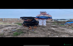 Rottweiler dogs for sale: Beautiful Rottweiler Female - Image 4