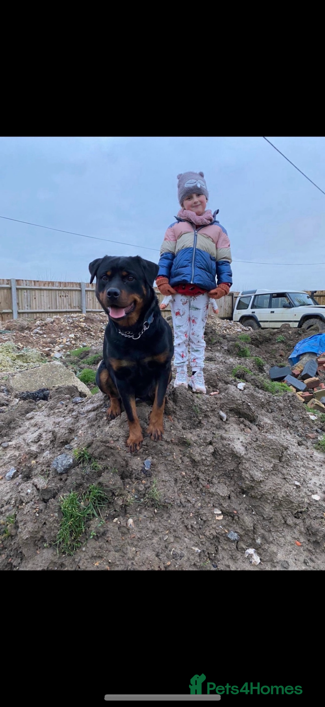 Rottweiler dogs for sale: Beautiful Rottweiler Female - Image 4