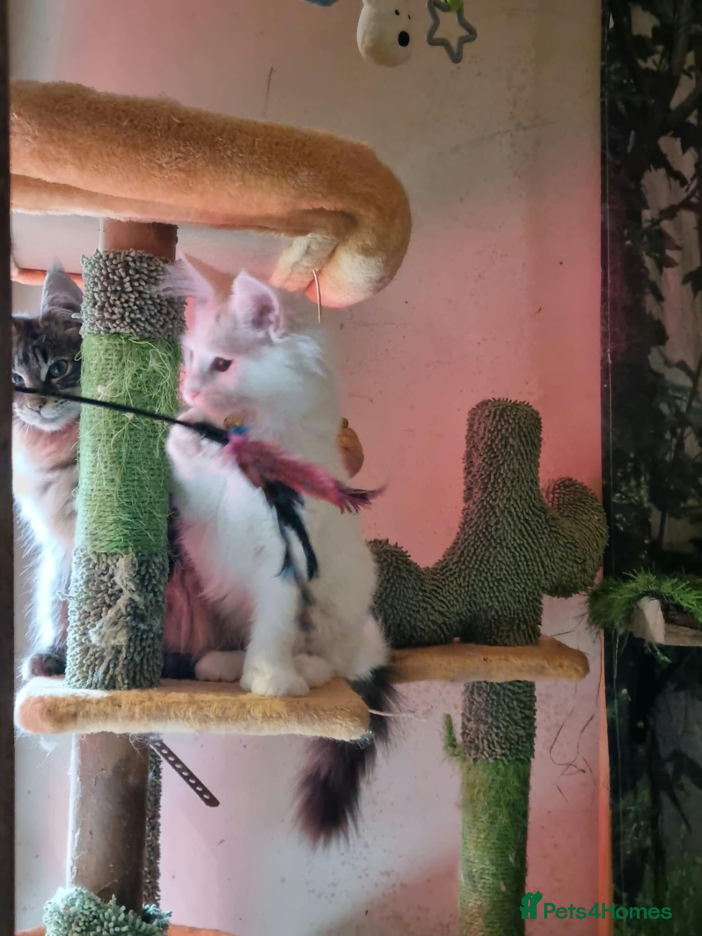Maine Coon cats for sale: Pedigree Mainecoon kittens Ready now - Advert 1