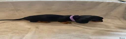 Dachshund dogs for sale: 7 beautiful puppy’s looking for a forever home.  - Advert 14