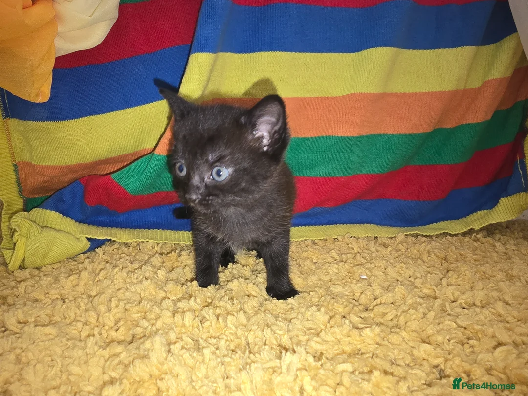 Mixed Breed cats for sale: Female kitten for sale - Advert 2