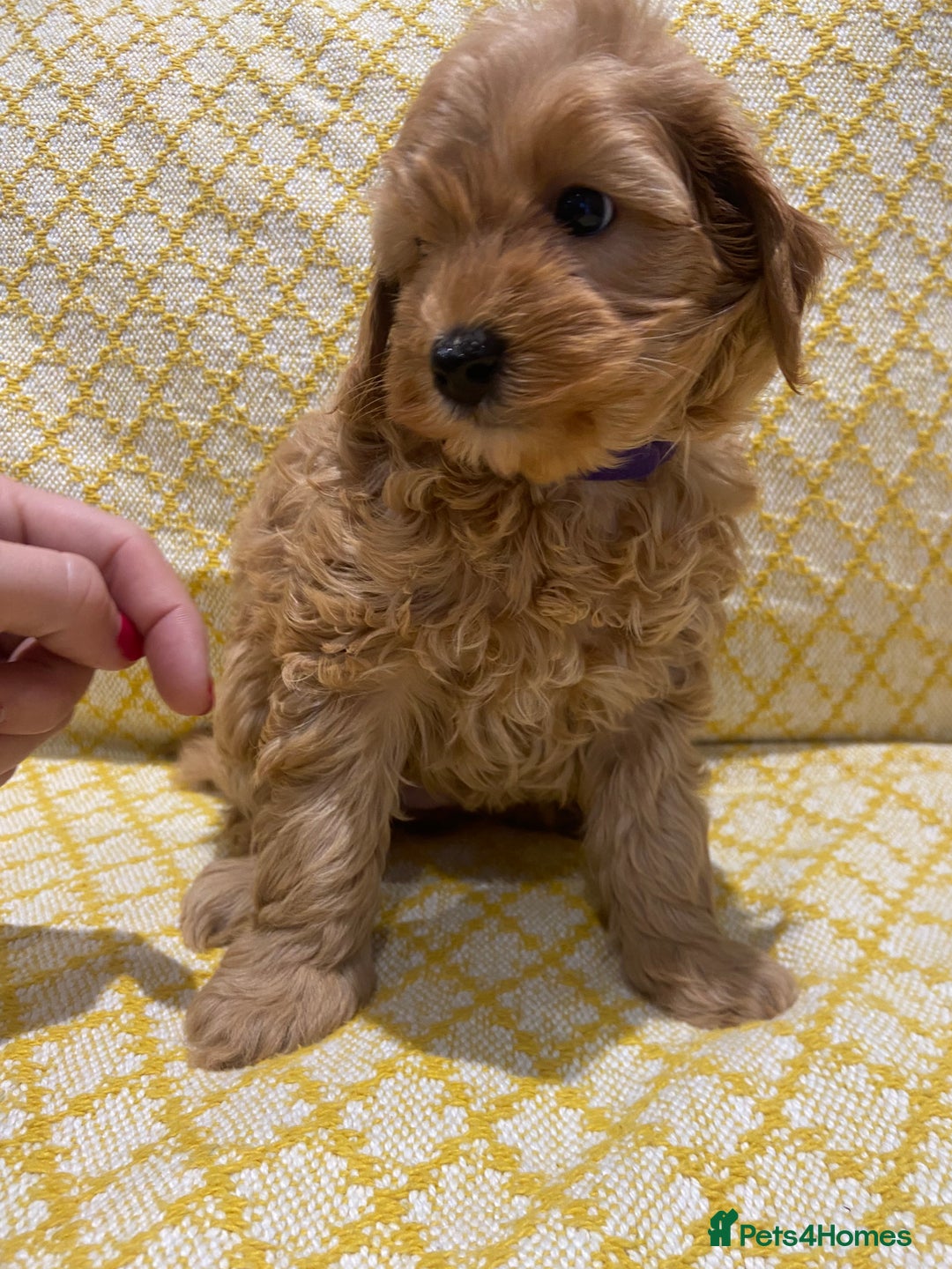 Maltipoo dogs for sale: 💖BEAUTIFUL LICENSED-BRED MALTIPOOS 💖 - Image 18