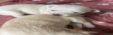 Chihuahua 1