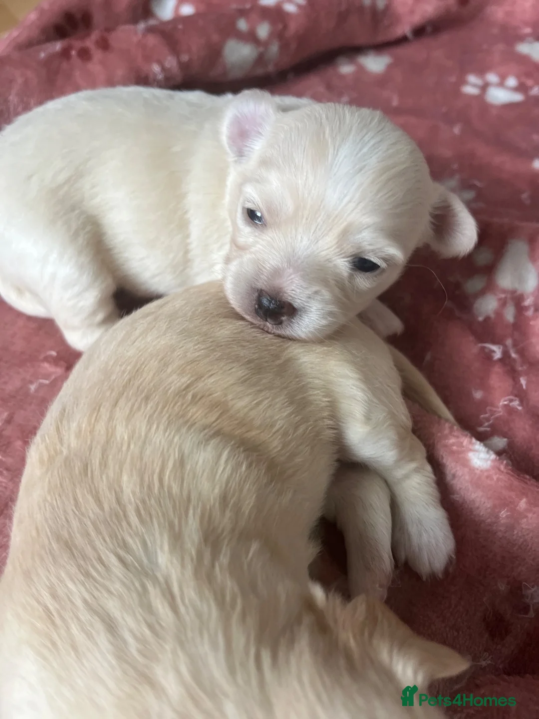 Chihuahua dogs for sale: Cream long hair male  in Gosport - Advert 2