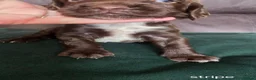 Sprocker dogs for sale: Sprocker spaniel puppies  - Advert 12