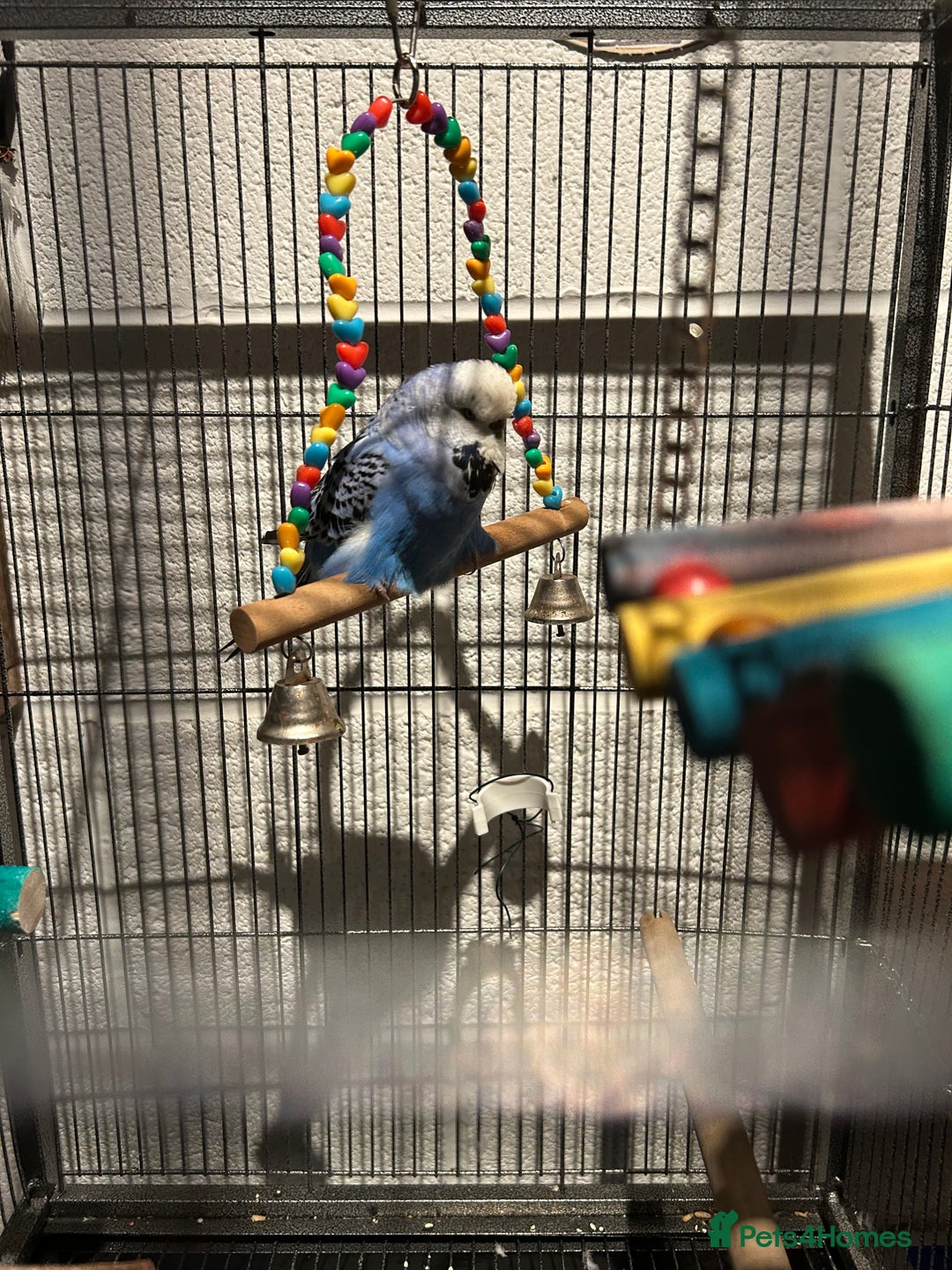 Parrots birds for sale: We are looking to rehome all types of birds - Image 3