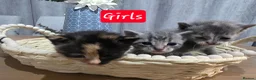 Mixed Breed cats for sale: Lovely mixed kittens in Swansea - Advert 2