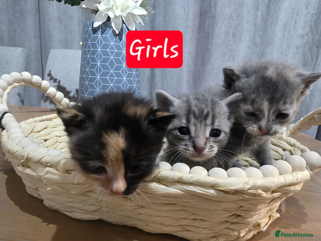 Mixed Breed cats for sale: Lovely mixed kittens in Swansea - Advert 2